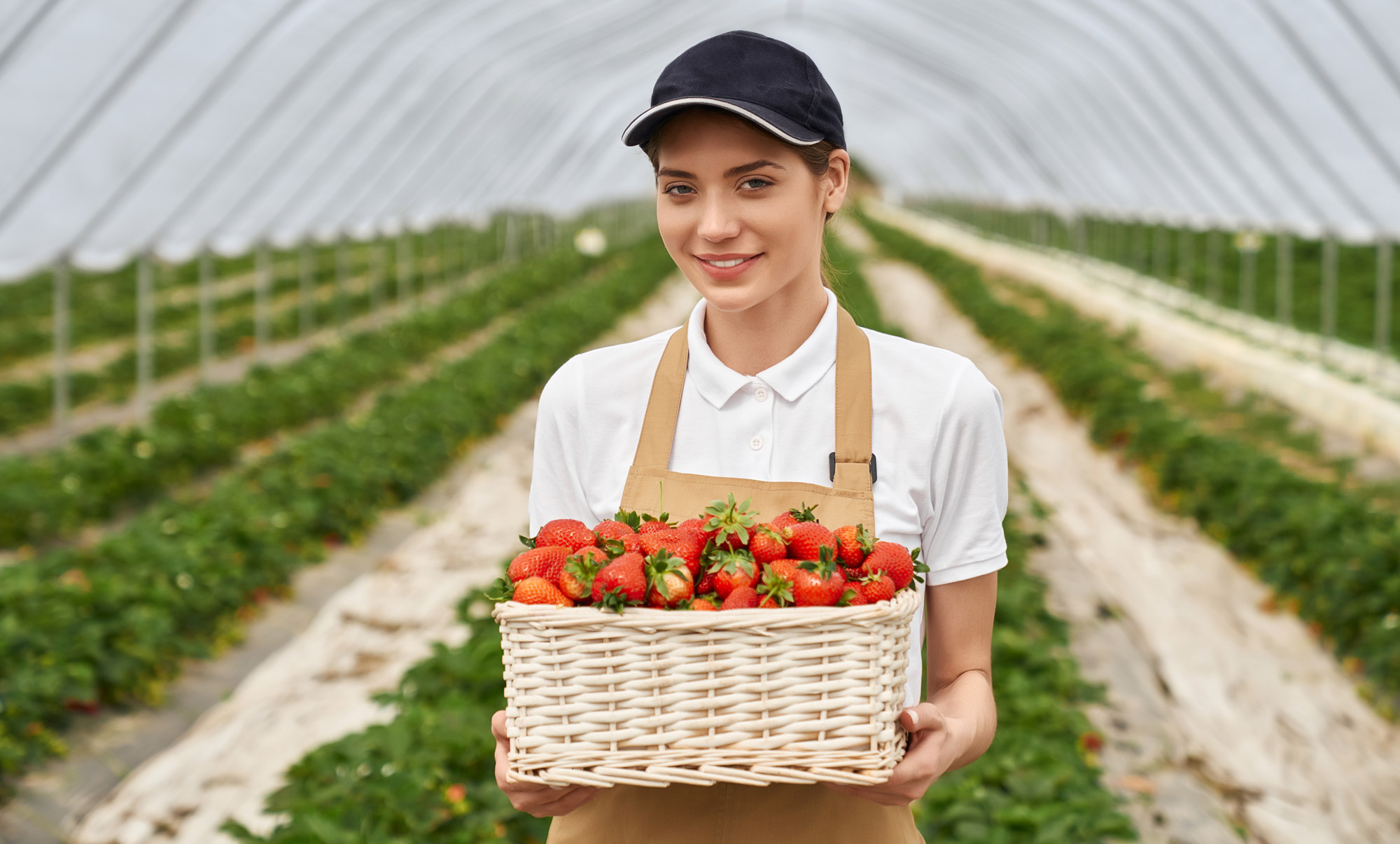 Borafer gübre serada kullanım