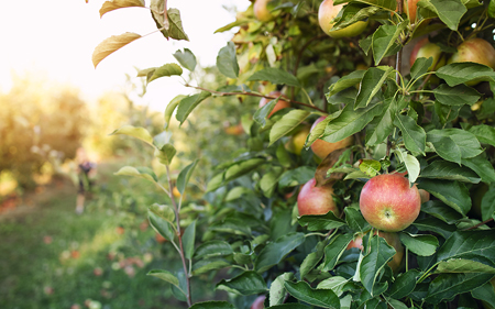 Borafer sıvı gübre meyve ağacında kullanımı