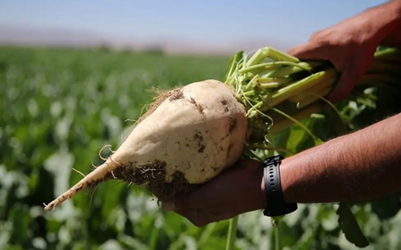 Borafer sıvı gübre pancarda kullanımı