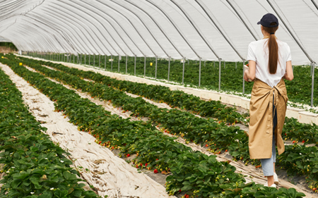 Borafer sıvı gübre serada kullanımı