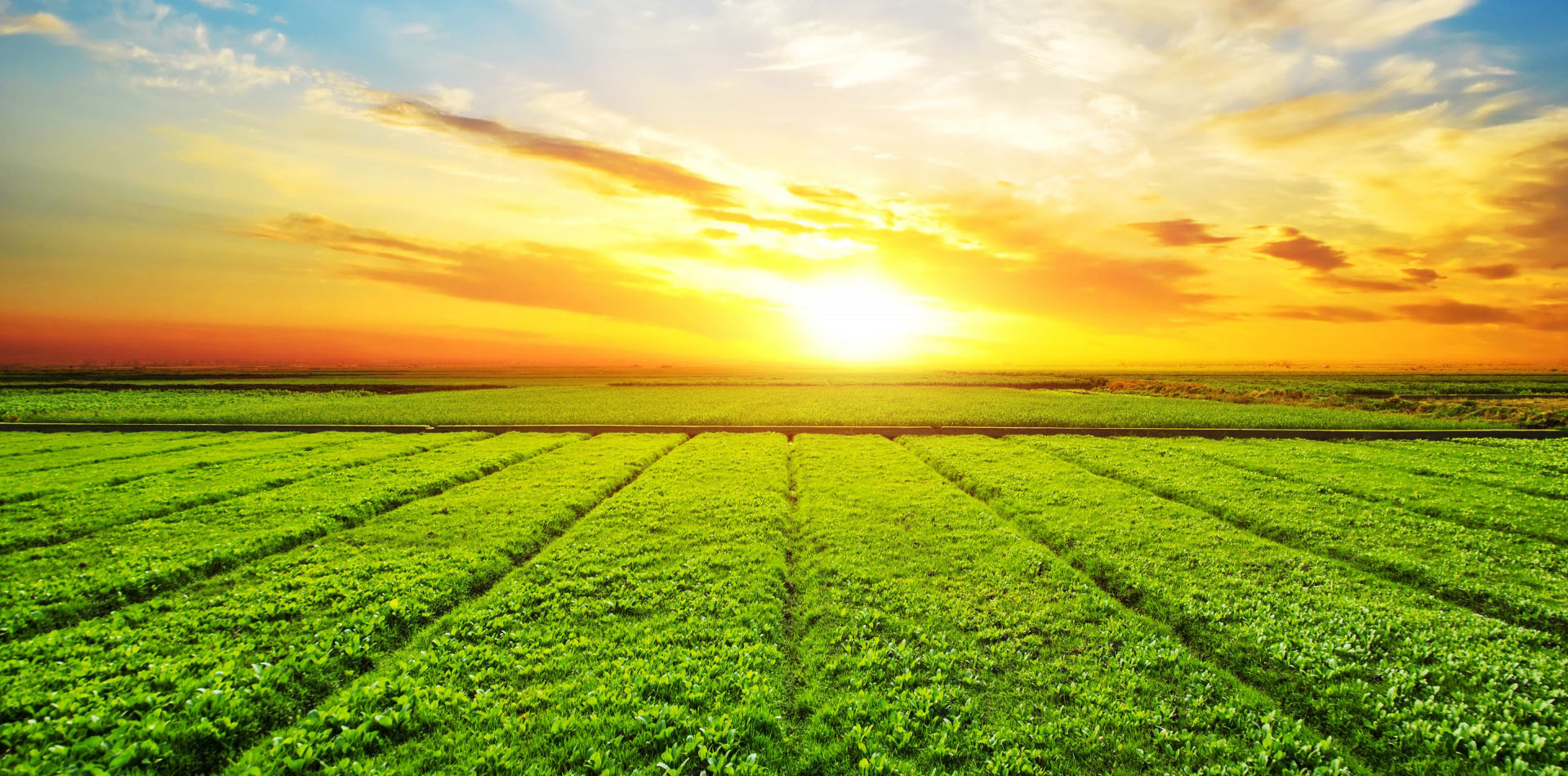 Borafer sıvı gübre tarlada kullanım