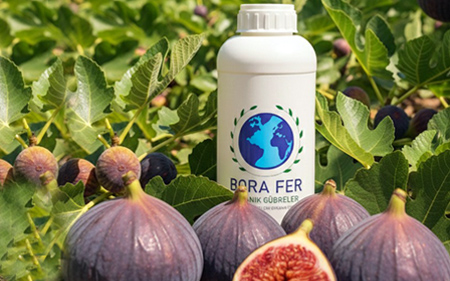 borafer meyve ağacında kullanım