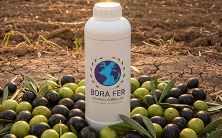 borafer zeytin ağacında kullanım