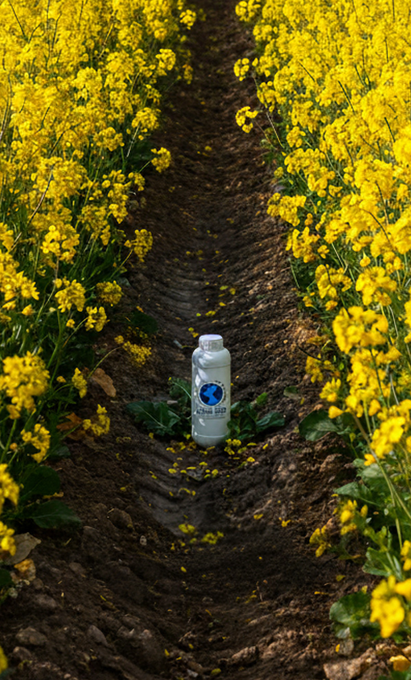 kimyon kanola haşhaşta sıvı gübre