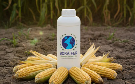 BoraFer mısırda kullanımı