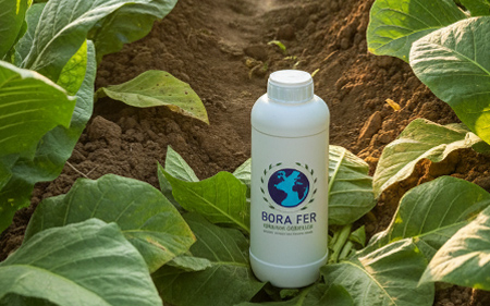 Tütünde Borafer sıvı gübre kullanımı