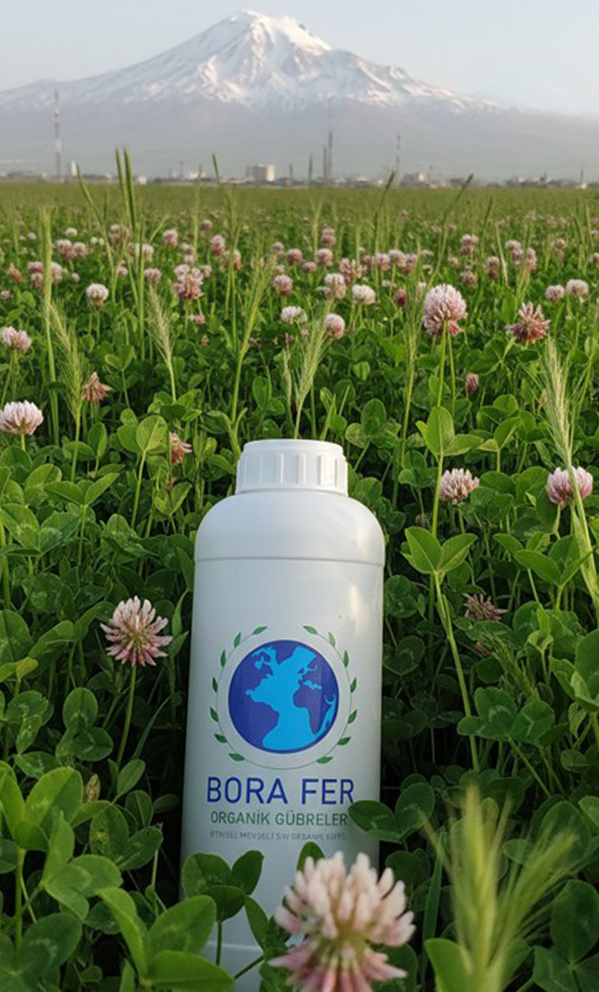 Yonca ve kekikte sıvı gübre kullanımı