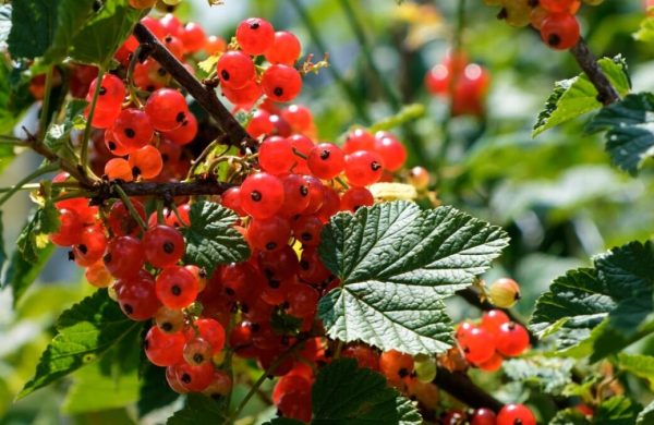 Meyve tutumunu-artirmak için gübre kullanımı