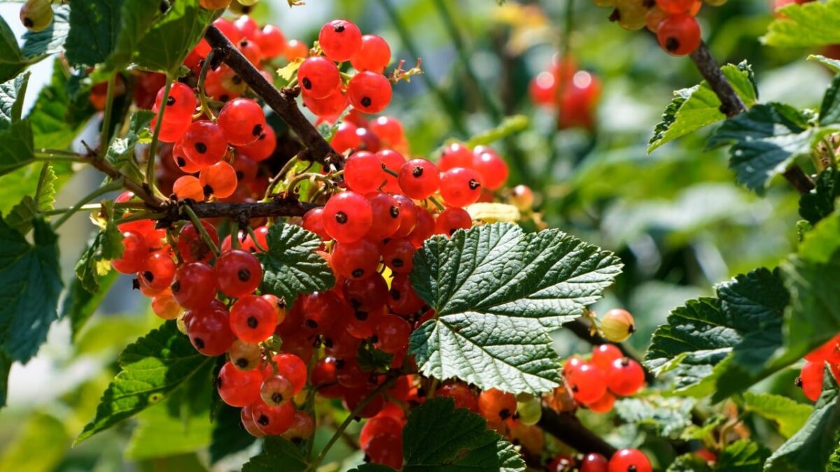 Meyve tutumunu-artirmak için gübre kullanımı