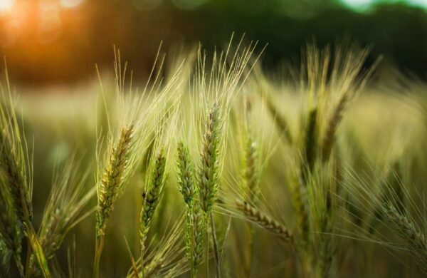 Arpa ve Buğdayda Organik Sıvı Gübre Kullanımı
